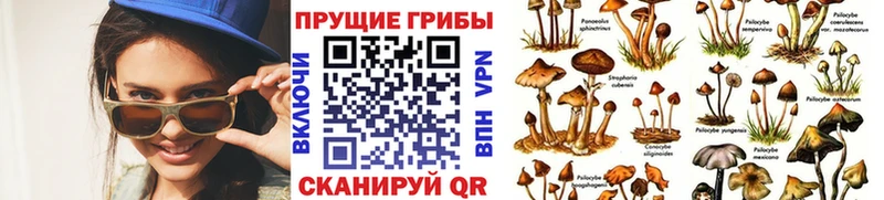Галлюциногенные грибы Magic Shrooms  Купить закладки  Кинешма 